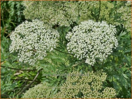 Cenolophium denudatum | Baltische peterselie | Baltische Petersilie | Baltic Parsley