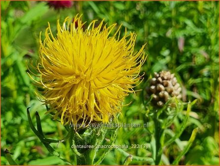 Centaurea macrocephala | Korenbloem, Centaurie | Gelbbl&uuml;hende Riesen-Flockenblume | Great-Headed Centaury