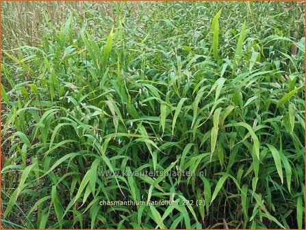 Chasmanthium latifolium | Plataargras | Breitbl&auml;ttriges Platt&auml;hrengras | North America Wild Oats