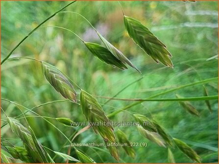 Chasmanthium latifolium | Plataargras | Breitbl&auml;ttriges Platt&auml;hrengras | North America Wild Oats