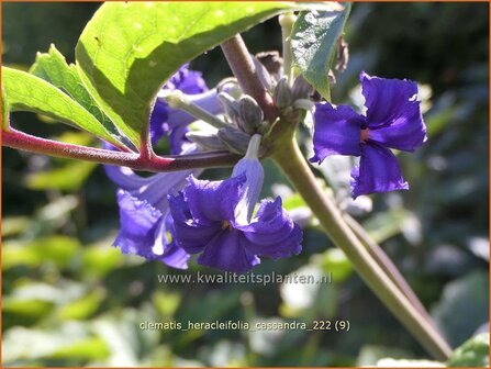 Clematis heracleifolia &#039;Cassandra&#039; | Struikclematis, Bosrank, Clematis | Breitbl&auml;ttrige Waldrebe | Tube Clematis