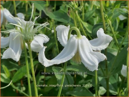 Clematis integrifolia &#039;Gletschereis&#039; | Struikclematis, Bosrank, Clematis | Krautige Waldrebe | Blue Clematis