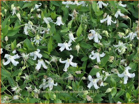 Clematis integrifolia &#039;Gletschereis&#039; | Struikclematis, Bosrank, Clematis | Krautige Waldrebe | Blue Clematis