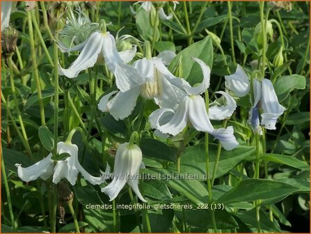 Clematis integrifolia &#039;Gletschereis&#039; | Struikclematis, Bosrank, Clematis | Krautige Waldrebe | Blue Clematis