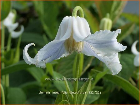 Clematis integrifolia &#039;Gletschereis&#039; | Struikclematis, Bosrank, Clematis | Krautige Waldrebe | Blue Clematis