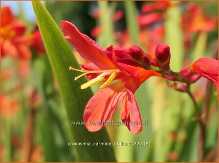 Crocosmia &#039;Carmine Brilliant&#039; | Montbretia | Montbretie | Montbretia