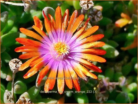 Delosperma &#039;Ice Cream Orange&#039; | IJsbloempje, IJsplant | Mittagsblume | Ice Plant