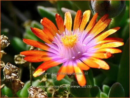 Delosperma &#039;Ice Cream Orange&#039; | IJsbloempje, IJsplant | Mittagsblume | Ice Plant