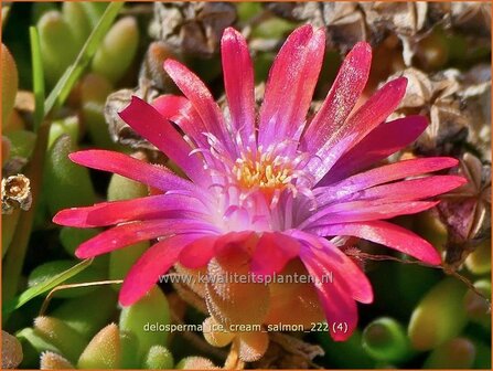 Delosperma &#039;Ice Cream Salmon&#039; | IJsbloempje, IJsplant | Mittagsblume | Ice Plant