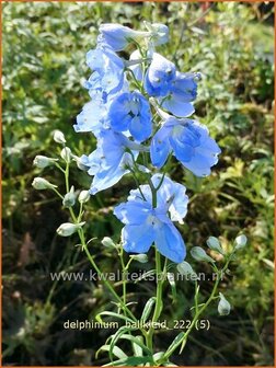 Delphinium &#039;Ballkleid&#039; | Ridderspoor | Rittersporn | Larkspur