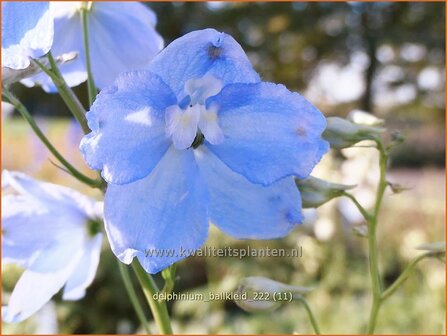 Delphinium &#039;Ballkleid&#039; | Ridderspoor | Rittersporn | Larkspur