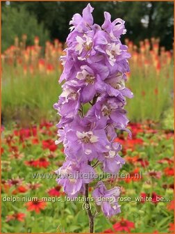 Delphinium &#039;Magic Fountains Deep Rose White Bee&#039; | Ridderspoor | Rittersporn | Larkspur