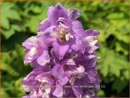 Delphinium &#039;Magic Fountains Deep Rose White Bee&#039; | Ridderspoor | Rittersporn | Larkspur