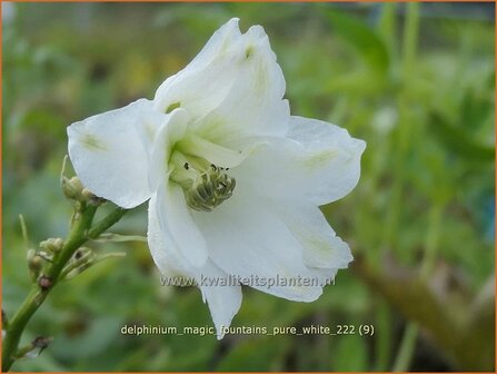 Delphinium &#039;Magic Fountains Pure White&#039; | Ridderspoor | Rittersporn | Larkspur