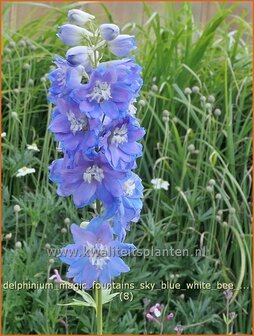 Delphinium &#039;Magic Fountains Sky Blue White Bee&#039; | Ridderspoor | Rittersporn | Larkspur