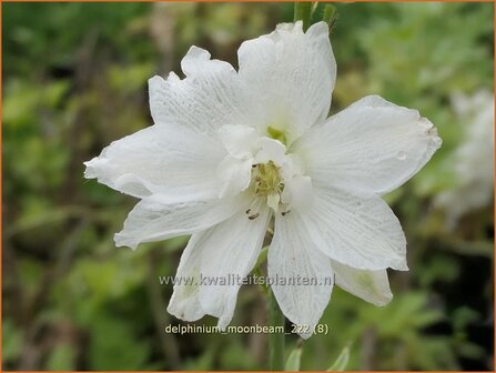 Delphinium &#039;Moonbeam&#039; | Ridderspoor | Rittersporn | Larkspur