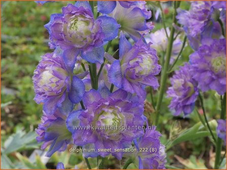 Delphinium &#039;Sweet Sensation&#039; | Ridderspoor | Rittersporn | Larkspur