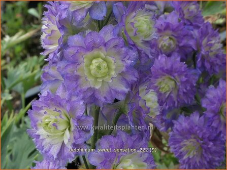 Delphinium &#039;Sweet Sensation&#039; | Ridderspoor | Rittersporn | Larkspur