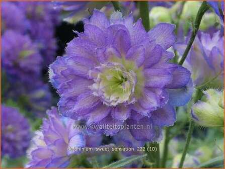 Delphinium &#039;Sweet Sensation&#039; | Ridderspoor | Rittersporn | Larkspur