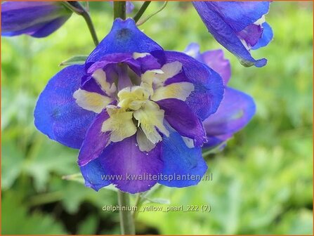 Delphinium &#039;Yellow Pearl&#039; | Ridderspoor | Rittersporn | Larkspur