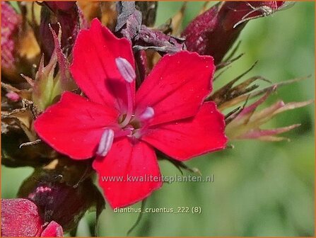 Dianthus cruentus | Bloedanjer | Blutnelke | Blood Carnation