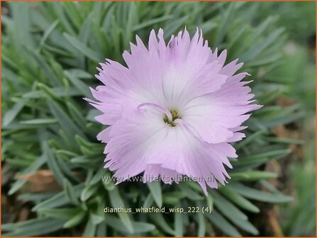 Dianthus &#039;Whatfield Wisp&#039; | Anjer | Nelke | Carnation