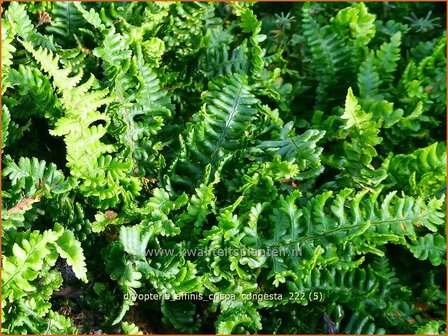 Dryopteris affinis &#039;Crispa Congesta&#039; | Geschubde mannetjesvaren, Mannetjesvaren | Goldschuppenfarn | Scaly Male Fern