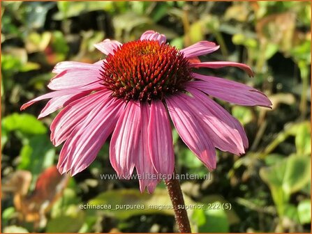 Echinacea purpurea &#039;Magnus Superior&#039; | Rode zonnehoed, Zonnehoed | Roter Sonnenhut | Purple Coneflower