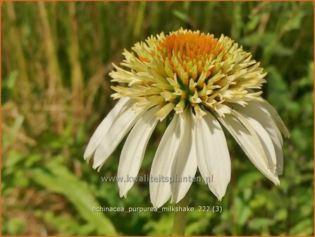 Echinacea purpurea &#039;Milkshake&#039; | Rode zonnehoed, Zonnehoed | Roter Sonnenhut | Purple Coneflower