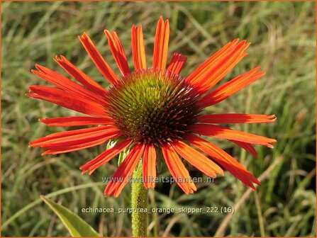 Echinacea purpurea &#039;Orange Skipper&#039; | Rode zonnehoed, Zonnehoed | Roter Sonnenhut | Purple Coneflower