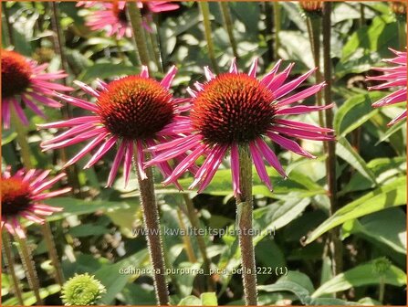 Echinacea purpurea &#039;Pica Bella&#039; | Rode zonnehoed, Zonnehoed | Roter Sonnenhut | Purple Coneflower