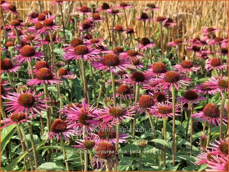 Echinacea purpurea &#039;Pica Bella&#039; | Rode zonnehoed, Zonnehoed | Roter Sonnenhut | Purple Coneflower