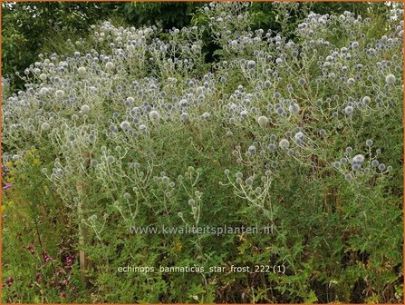 Echinops bannaticus &#039;Star Frost&#039; | Kogeldistel | Banater Kugeldistel | Blue Globe Thistle