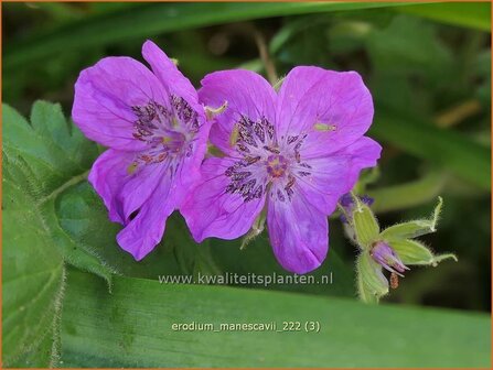 Erodium manescavii | Reigersbek | Pyren&auml;en Reiherschnabel | Manecau Erodium