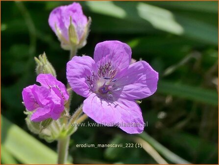 Erodium manescavii | Reigersbek | Pyren&auml;en Reiherschnabel | Manecau Erodium