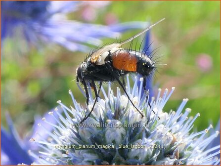 Eryngium planum &#039;Magical Blue Lagoon&#039; | Vlakke kruisdistel, Blauwe distel, Framboosdistel, Kruisdistel | Flachbl&auml;ttr