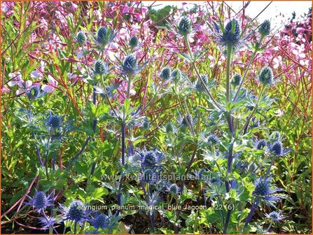 Eryngium planum &#039;Magical Blue Lagoon&#039; | Vlakke kruisdistel, Blauwe distel, Framboosdistel, Kruisdistel | Flachbl&auml;ttr