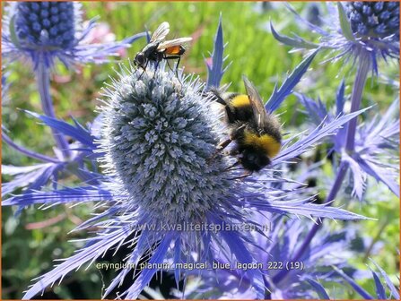 Eryngium planum &#039;Magical Blue Lagoon&#039; | Vlakke kruisdistel, Blauwe distel, Framboosdistel, Kruisdistel | Flachbl&auml;ttr