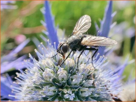 Eryngium planum &#039;Magical Blue Lagoon&#039; | Vlakke kruisdistel, Blauwe distel, Framboosdistel, Kruisdistel | Flachbl&auml;ttr