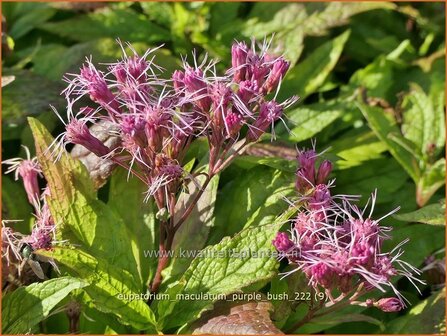 Eupatorium maculatum &#039;Purple Bush&#039; | Koninginnekruid, Leverkruid | Gefleckter Wasserdost | Spotted Joe Pye Weed