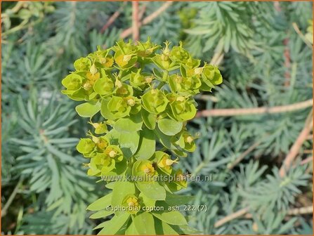 Euphorbia &#039;Copton Ash&#039; | Wolfsmelk | Wolfsmilch | Spurge