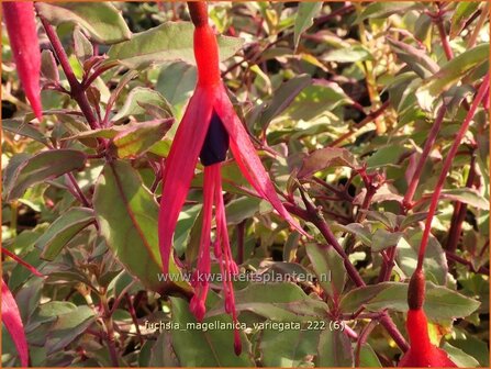 Fuchsia magellanica &#039;Variegata&#039; | Bellenplant, Tuinfuchsia, Fuchsia | Scharlachfuchsie | Hardy Fuchsia