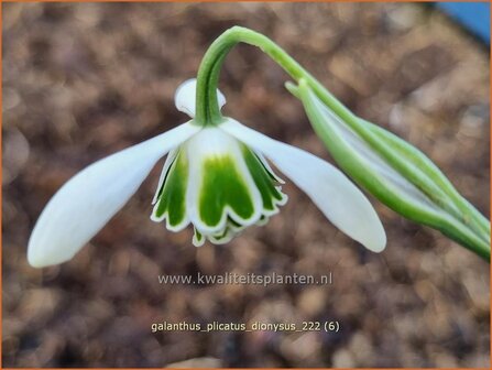 Galanthus plicatus &#039;Dionysus&#039; | Geplooid sneeuwklokje, Sneeuwklokje | Ukrainisches Schneegl&ouml;ckchen | Pleated Snowdro