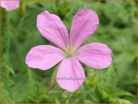 Geranium endressii | Roze ooievaarsbek, Ooievaarsbek, Tuingeranium, Geranium | Pyren&auml;en-Storchschnabel | Endres Cranesbill