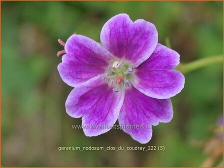 Geranium nodosum &#039;Clos du Coudray&#039; | Knopige ooievaarsbek, Ooievaarsbek, Tuingeranium, Geranium | Bergwald-Storchschn