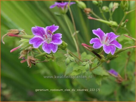 Geranium nodosum &#039;Clos du Coudray&#039; | Knopige ooievaarsbek, Ooievaarsbek, Tuingeranium, Geranium | Bergwald-Storchschn