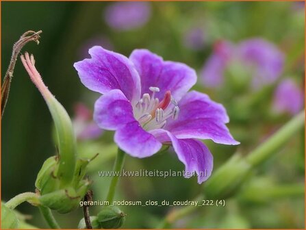 Geranium nodosum &#039;Clos du Coudray&#039; | Knopige ooievaarsbek, Ooievaarsbek, Tuingeranium, Geranium | Bergwald-Storchschn