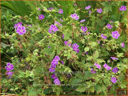 Geranium nodosum &#039;Clos du Coudray&#039; | Knopige ooievaarsbek, Ooievaarsbek, Tuingeranium, Geranium | Bergwald-Storchschn