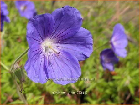 Geranium &#039;Orion&#039; | Ooievaarsbek, Tuingeranium, Geranium | Storchschnabel | Cranesbill