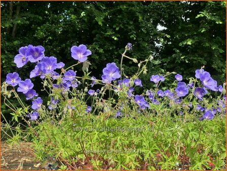 Geranium &#039;Orion&#039; | Ooievaarsbek, Tuingeranium, Geranium | Storchschnabel | Cranesbill